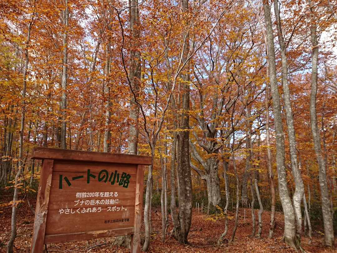 岩手 ハロウィン婚活パーティー ブログ 岩手県盛岡市近郊 雫石町の結婚相談所 婚活パートナーハピネス店